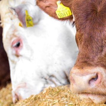Beef Farming